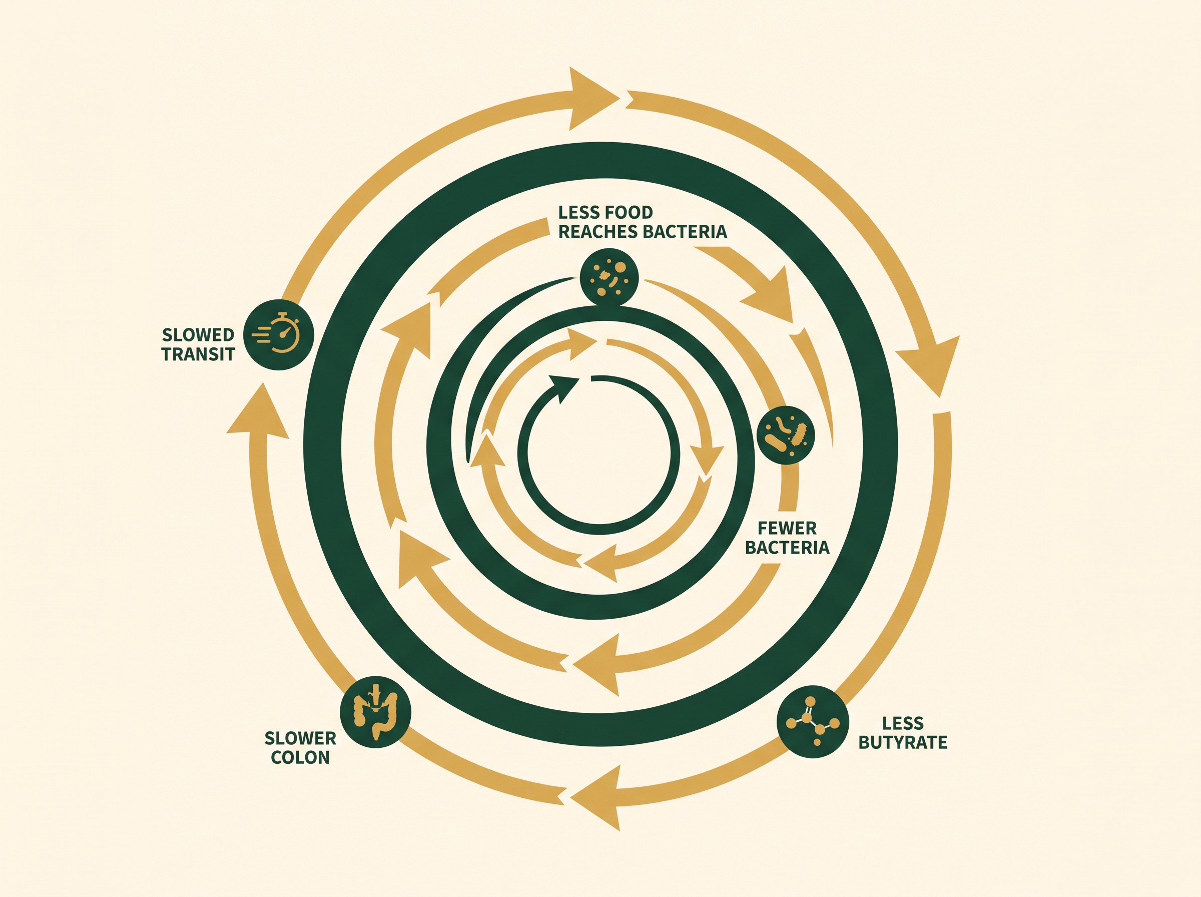 A self-reinforcing loop tightening: slowed transit, fewer bacteria, less butyrate, slower colon