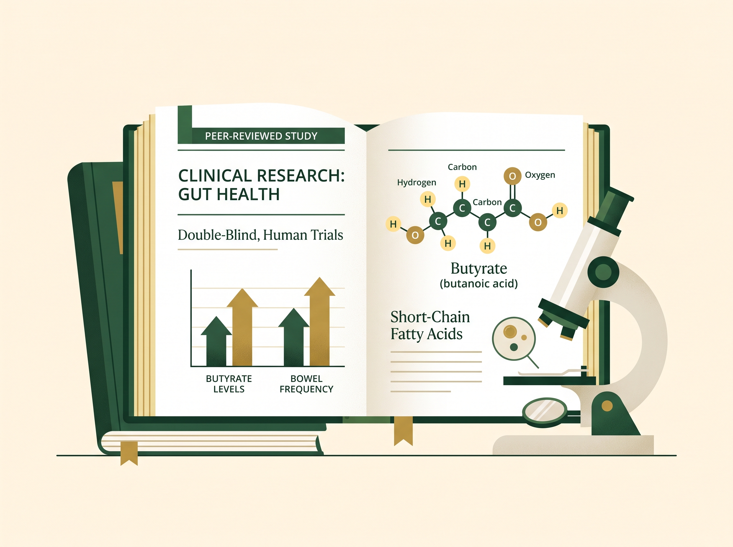 Research on apigenin, butyrate, and prebiotic fiber